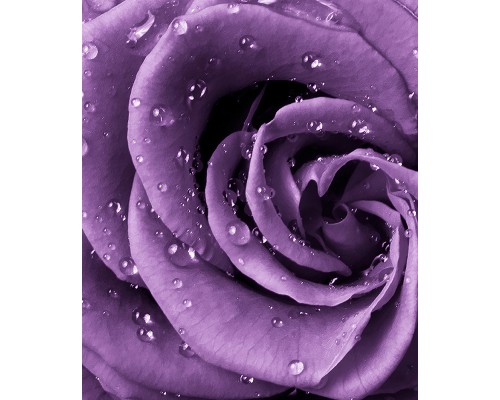 Фотообои A1-038 Divino Роза фиолет, 2 м х 2.38 м