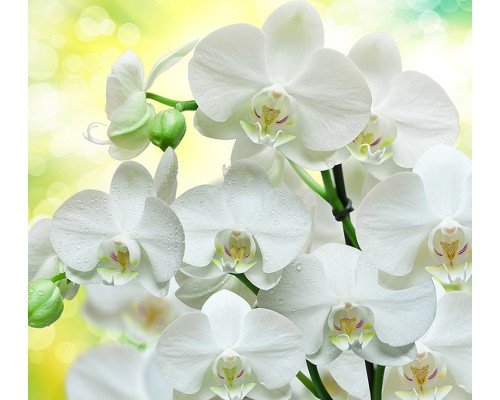 Фотообои B1-085 Divino Белые орхидеи, 3 м х 2.7 м