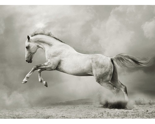 Фотообои A1-060 Divino Белый конь 2 м х 1.47 м