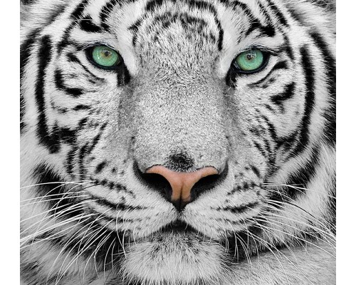 Фотообои C1-077 Divino Белый тигр, 3 м х 2.7 м