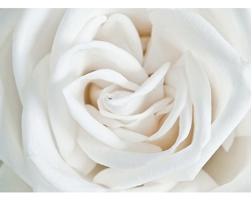 Фотообои A1-061 Divino Роза белая 2 м х 1.47 м